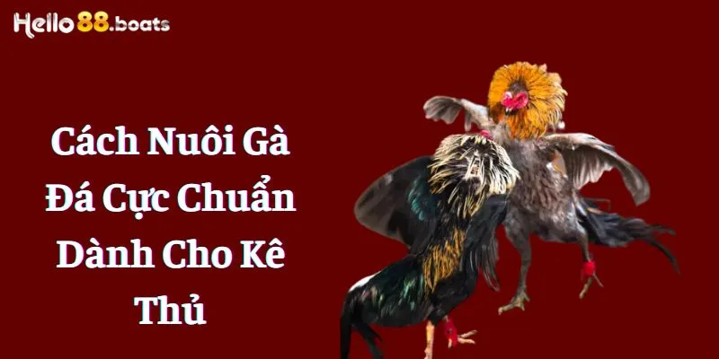 Cách Nuôi Gà Đá Cực Chuẩn Dành Cho Kê Thủ